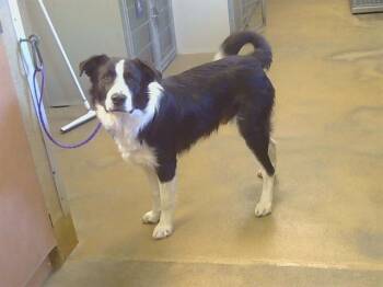 Border Collie and Mixed Breed Dogs Available for Adoption in Sacramento, California - A918145 | PetCurious