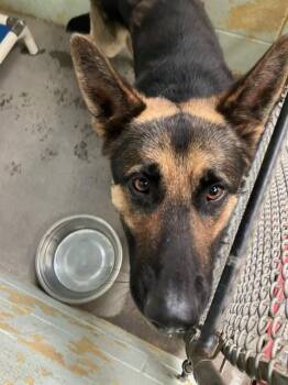 CHARLIE -  German Shepherd Dog Dog for Adoption in Stockton, California - CHARLIE | PetCurious