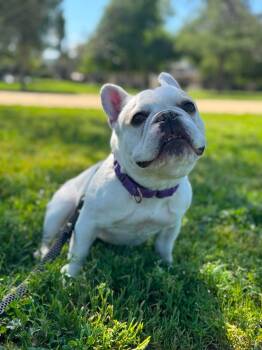 Marshmallow -  French Bulldog Dog for Adoption in Orange, California - Marshmallow | PetCurious