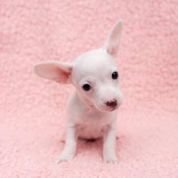 Hubba Bubba -  Chihuahua Dog for Adoption in New York, New York - Hubba Bubba | PetCurious