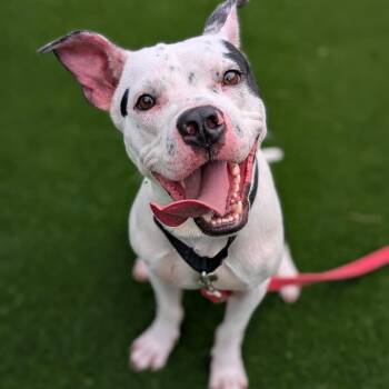 Ojwang -  Mixed Breed Dog for Adoption in Pittsburgh, Pennsylvania - Ojwang | PetCurious