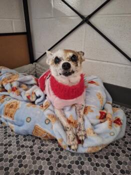 Suki -  Mixed Breed Dog for Adoption in Alexandria, Virginia - Suki | PetCurious