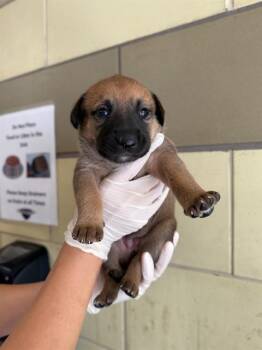DOT -  Pit Bull Terrier and German Shepherd Dog Dog for Adoption in Riverside, California - DOT | PetCurious
