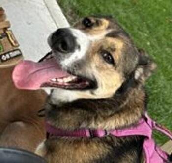 Rescue Shepherd and Husky Dogs for Adoption in Birmingham, Michigan - K0DA- Needs A Forever Home! | PetCurious