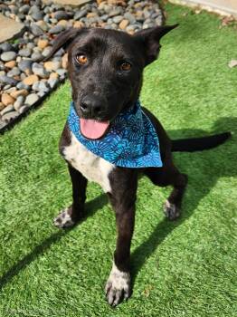 Pointer and Pit Bull Terrier Dogs Available for Adoption in Pelzer, South Carolina - Rico | PetCurious