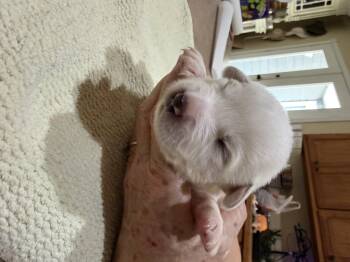 Discovery aka Disco HTX -  Great Pyrenees Dog for Adoption in Quinlan, Texas - Discovery Aka Disco HTX | PetCurious