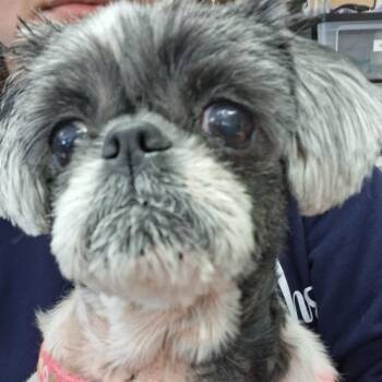 Sugar -  Shih Tzu Dog for Adoption in Fort Bragg, California - Sugar | PetCurious