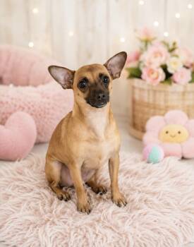 Pinky Pie -  Chihuahua Dog for Adoption in Cedartown, Georgia - Pinky Pie | PetCurious