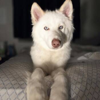 Koda -  Siberian Husky Dog for Adoption in Des Moines, Iowa - Koda | PetCurious