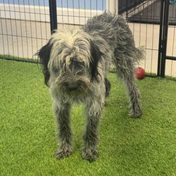 Waddles -  Poodle and Mixed Breed Dog for Adoption in Huntsville, Alabama - Waddles | PetCurious