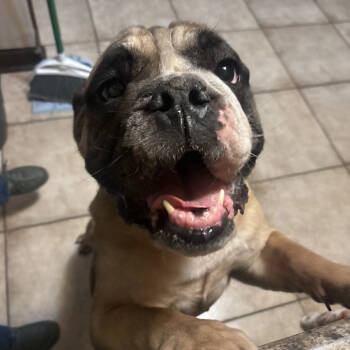 Rescue English Bulldog Dogs for Adoption in Oak Brook, Illinois - Porkchop | PetCurious