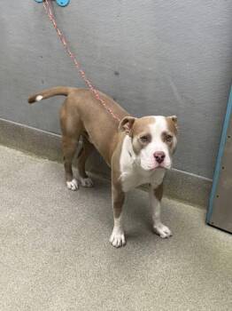 Pit Bull Terrier Dogs Available for Adoption - ROCKWELL | PetCurious