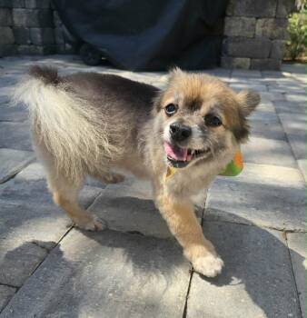 Pomeranian Dogs Available for Adoption in Orange Park, Florida - Remi | PetCurious
