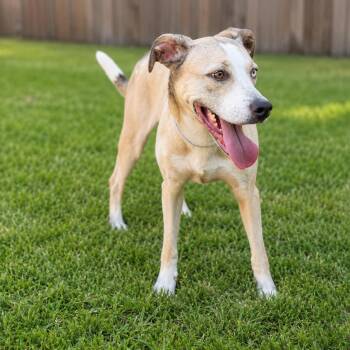 Audio -  Pit Bull Terrier and Mixed Breed Dog for Adoption in Houston, Texas - Audio | PetCurious