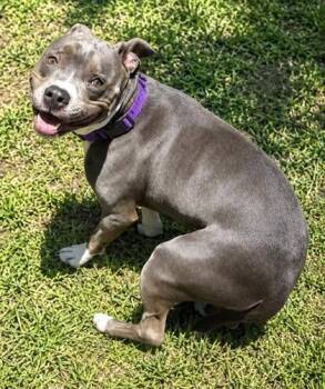 Shadow -  Mixed Breed Dog for Adoption in Palm Coast, Florida - Shadow | PetCurious