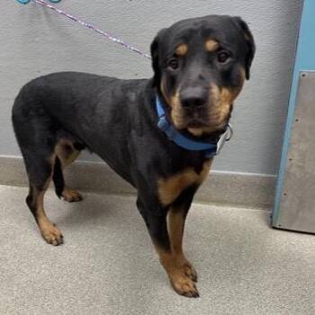 Corlys -  Rottweiler and Mixed Breed Dog for Adoption in Kanab, Utah - Corlys | PetCurious