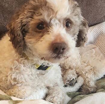 Lhasa Apso and Poodle Dogs Available for Adoption - Benny | PetCurious