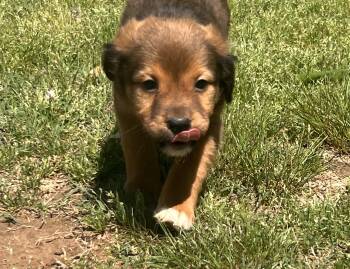 Beagle Dogs Available for Adoption in Medfield, Massachusetts - Yara | PetCurious