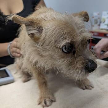 MISTY -  Norwich Terrier and Norfolk Terrier Dog for Adoption in St. Augustine, Florida - MISTY | PetCurious