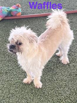 Brussels Griffon and Terrier Dogs Available for Adoption - Waffles | PetCurious
