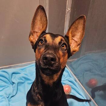 Doberman Pinscher and Hound Dogs Available for Adoption in Tampa, Florida - Princess Candy | PetCurious