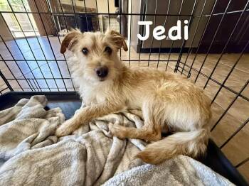 Norfolk Terrier and Lhasa Apso Dogs Available for Adoption in Phoenix, Arizona - Jedi | PetCurious