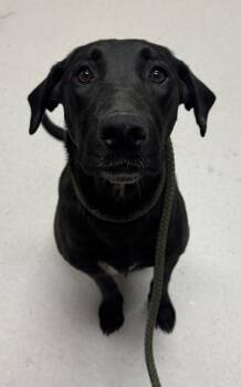Jasmine -  Mixed Breed Dog for Adoption in Missoula, Montana - Jasmine | PetCurious