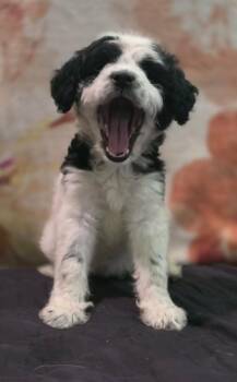 Moon -  Standard Poodle and Cattle Dog Dog for Adoption - Moon | PetCurious