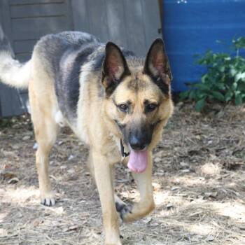 Rambo -  Mixed Breed Dog for Adoption in Houston, Texas - Rambo | PetCurious
