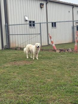 Great Pyrenees Dogs Available for Adoption in Bossier City, Louisiana - Luca | PetCurious