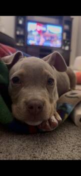 American Bully and Pit Bull Terrier Dogs Available for Adoption in Indian Springs Village, Alabama - Mater | PetCurious