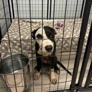 Slider -  Terrier Dog for Adoption in St. Louis, Missouri - Slider | PetCurious