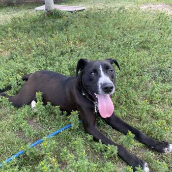 Wiggles - ADOPTABLE -  Black Labrador Retriever Dog for Adoption in Chilliwack, British Columbia - Wiggles - ADOPTABLE | PetCurious