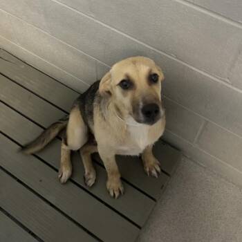 Pearl -  German Shepherd Dog and Mixed Breed Dog for Adoption in Birmingham, Alabama - Pearl | PetCurious