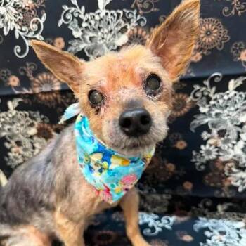 Sir Hollingsworth -  Yorkshire Terrier Dog for Adoption in Beaumont, Texas - Sir Hollingsworth | PetCurious