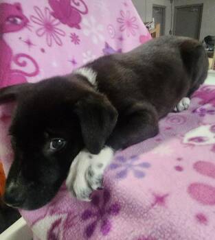 Terrier and Mixed Breed Dogs Available for Adoption - FRANKIE | PetCurious