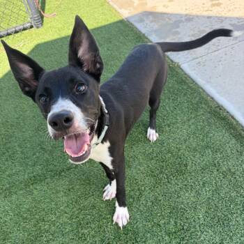 Bargeron -  Mixed Breed Dog for Adoption in Bradenton, Florida - Bargeron | PetCurious