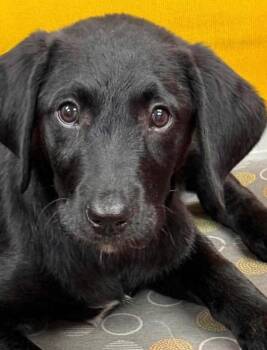 Tucker -  Labrador Retriever Dog for Adoption in Warren, Michigan - Tucker | PetCurious