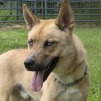 Rescue Husky and Shepherd Dogs for Adoption in Springfield, Missouri - Kaiju | PetCurious