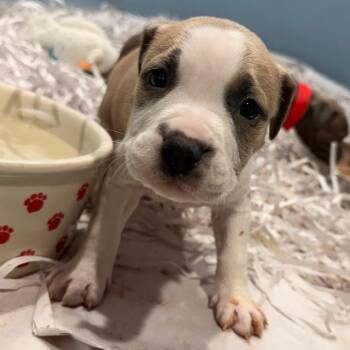 Kalista -  Terrier Dog for Adoption in Tampa, Florida - Kalista | PetCurious