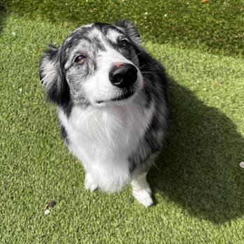 Australian Shepherd Dogs Available for Adoption - Teddy | PetCurious