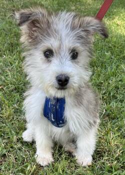 Norfolk Terrier Dogs Available for Adoption in Bell Gardens, California - ELVIS | PetCurious