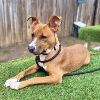 Dojo -  Hound and Mixed Breed Dog for Adoption - Dojo | PetCurious
