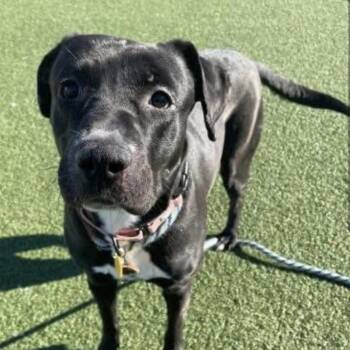 Black Labrador Retriever and Mixed Breed Dogs Available for Adoption in Avon, Ohio - Pascha | PetCurious