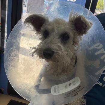 Schnauzer Dogs Available for Adoption - Heather - Chino Hills Location | PetCurious