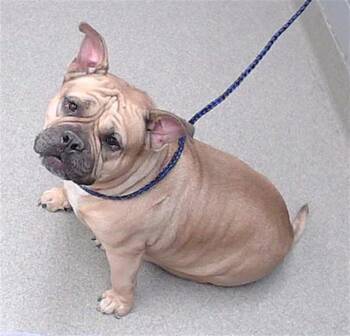 English Bulldog and Mixed Breed Dogs Available for Adoption in Omaha, Nebraska - BUDDASIN | PetCurious