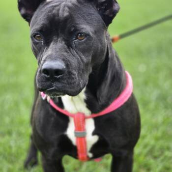 Molly -  Pit Bull Terrier Dog for Adoption in Sheridan, Arkansas - Molly | PetCurious