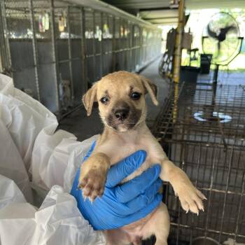 Greta -  Shepherd Dog for Adoption in Edinburg, Texas - Greta | PetCurious