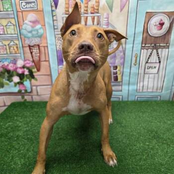 Dallara -  Pit Bull Terrier Dog for Adoption in Statesboro, Georgia - Dallara | PetCurious