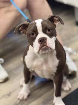 Boxer Dogs Available for Adoption in Sonora, California - Coco | PetCurious